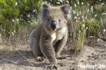 Koala - Great Otway Nationalpark