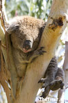 Koala - Great Otway Nationalpark